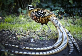 Masked visitor in a Hadleigh garden | Tessa Hallmann