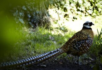 Masked visitor in a Hadleigh garden | Tessa Hallmann