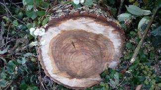 50cm diameter | Terry Barclay