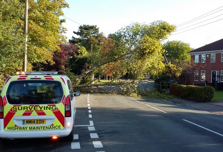 John Burrows Birch Felled in Storm Aileen