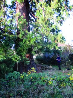 Thundersley's biggest Christmas tree - ever!