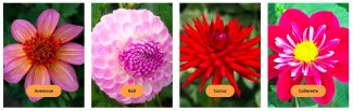 Forms-1-to-4 Dazzling Dahlias at HOFS | National Dahlia collection