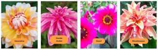 Forms-5-to-8 Dazzling Dahlias at HOFS | National Dahlia collection
