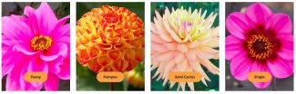 Forms-9-12- Dazzling Dahlias at HOFS | National Dahlia collection
