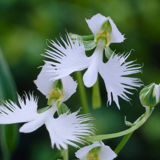 Pecteilis radiata:   egret orchid (syn. Habenaria radiata) | SeattleOrchid.com