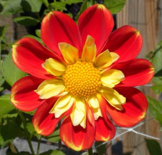 Pooh2 Collarette at Alpha Dahlias | Alpha Dahlias