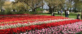 Keukenhof | Tulips in Holland