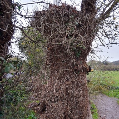 A piece of tree fallen off Something looks different | SE