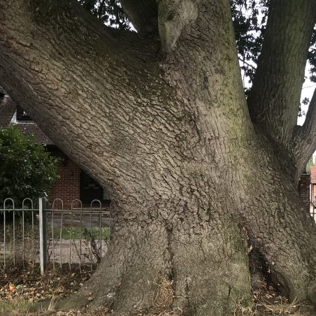 A magnificent oak in Thundersley | D Hurrell