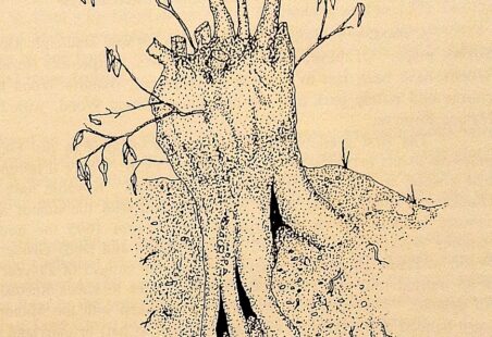 Hadleigh Great Wood:  impact of people