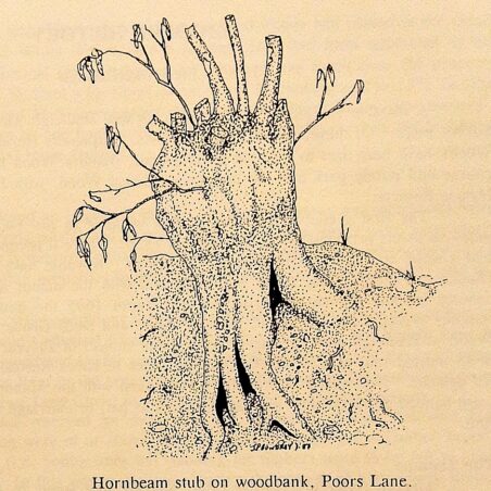 Hornbeam stub, Poors Lane Hornbeam stub on woodbank, Poors Lane | Spooner and Bowdrey