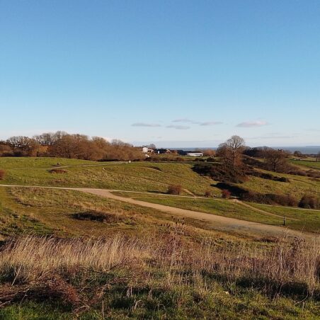 Hadleigh Park 4th January 2026 Tracks across the park | Editors